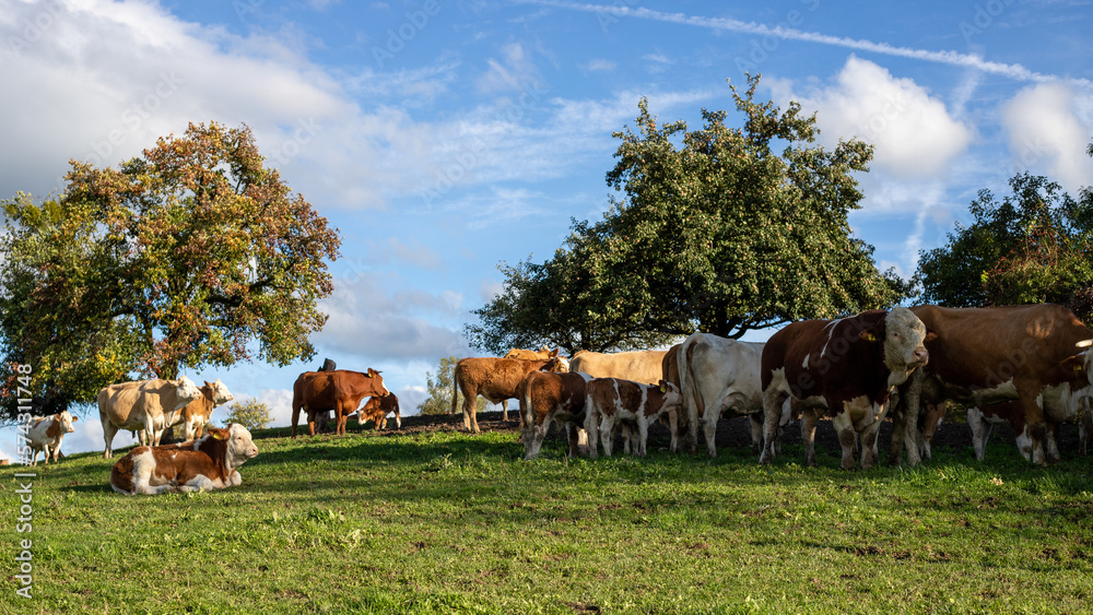 Obraz premium Kühe und Rinder unter Apfelbaum