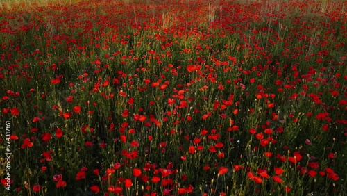 Poppy fields. Drone flying over poppy fields. Beautiful red flowers. A field of flowers. Beautiful nature. Beautiful red petals. Rapid flight over poppy fields. 