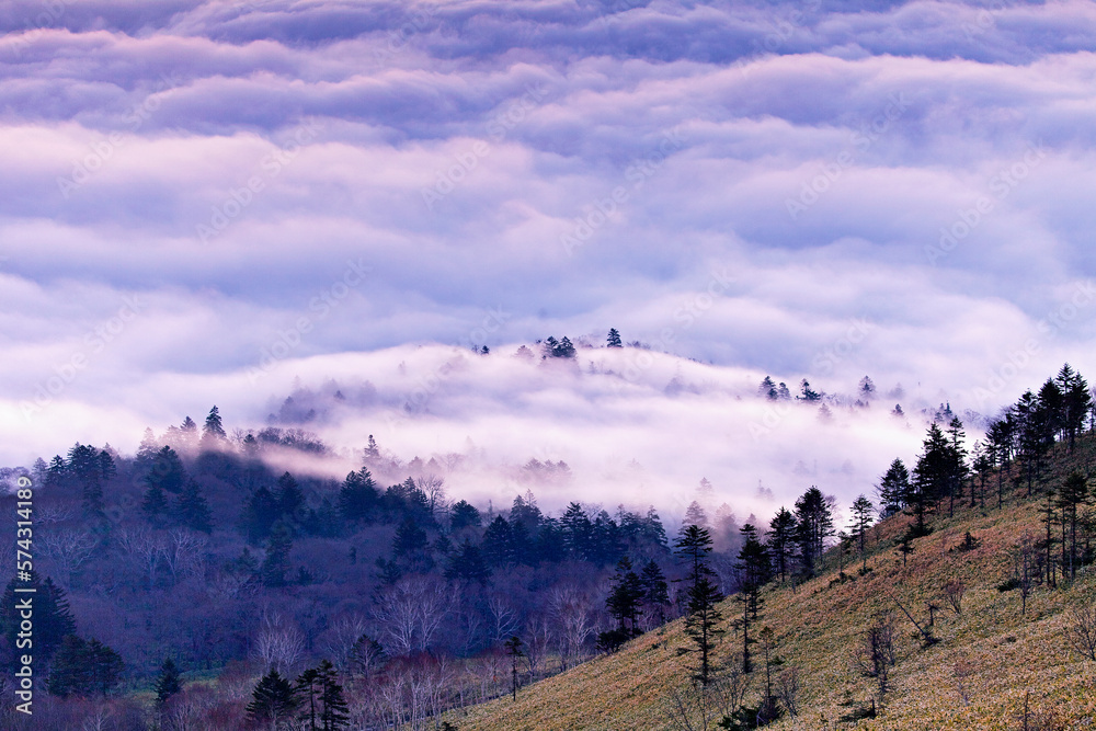 Fototapeta premium 早朝の雲海に浮かぶ森(美幌峠よりー屈斜路湖)
