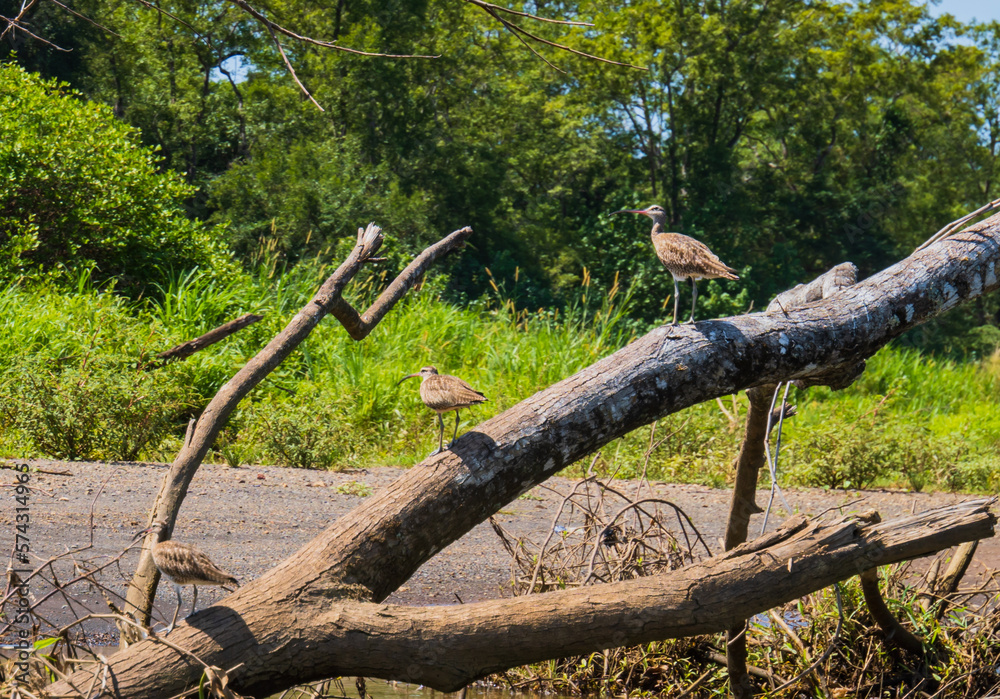 three Wimbrel Birds with characteristic crown stripe standing on a log at river bank
