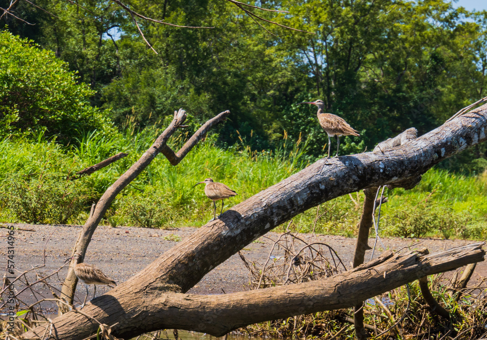 three Wimbrel Birds with characteristic crown stripe standing on a log at river bank
three Wimbrel Birds with characteristic crown stripe standing on a log at river bank