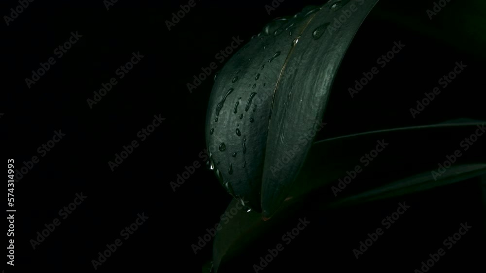 Rain water drop falling into green leaf on dark background.