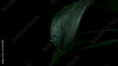 Rain water drop falling into green leaf on dark background.