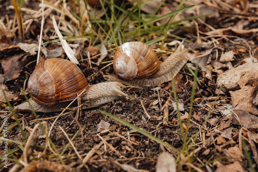 spring, summer in nature. Large and brown snails. Wine snail in the forest, in the ditch, in the garden spring, summer in nature. Large and brown snails. Wine snail in the forest, in the ditch, in the garden