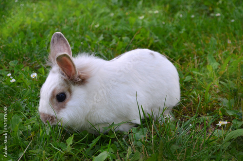White bunny rabbit with brown spots walks on the meadow and eats green grass .Closeup photo .Free copy space.