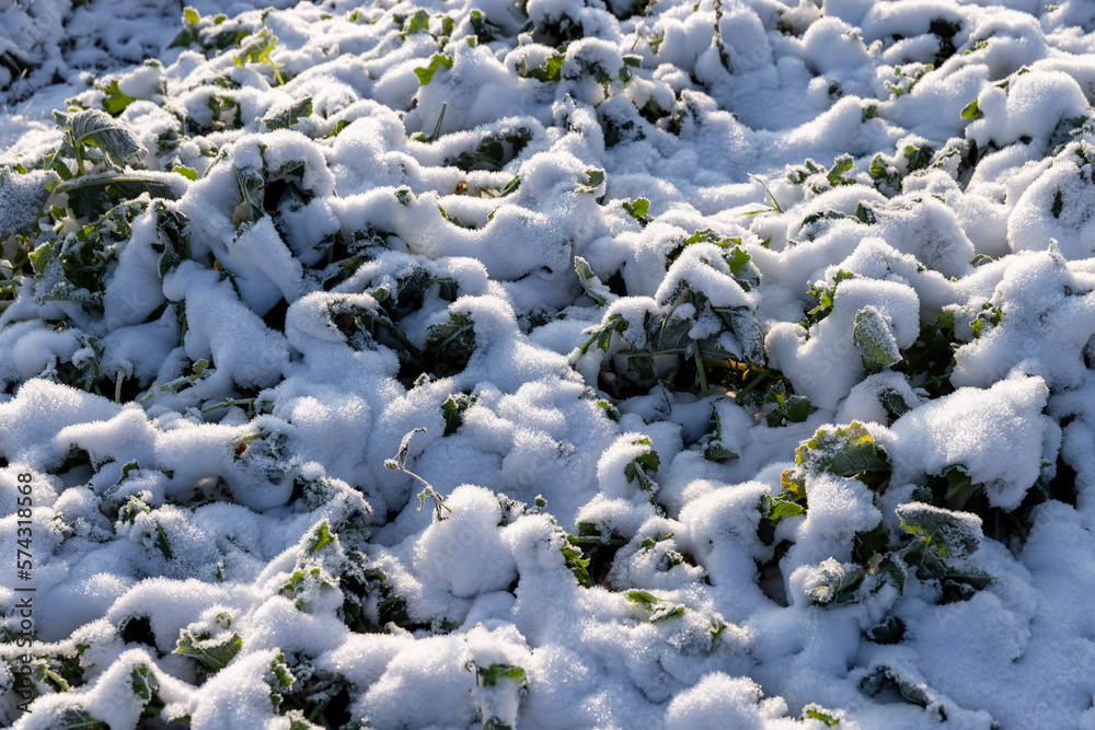 Green grass covered with snow and ice in winter Green grass covered with snow and ice in winter