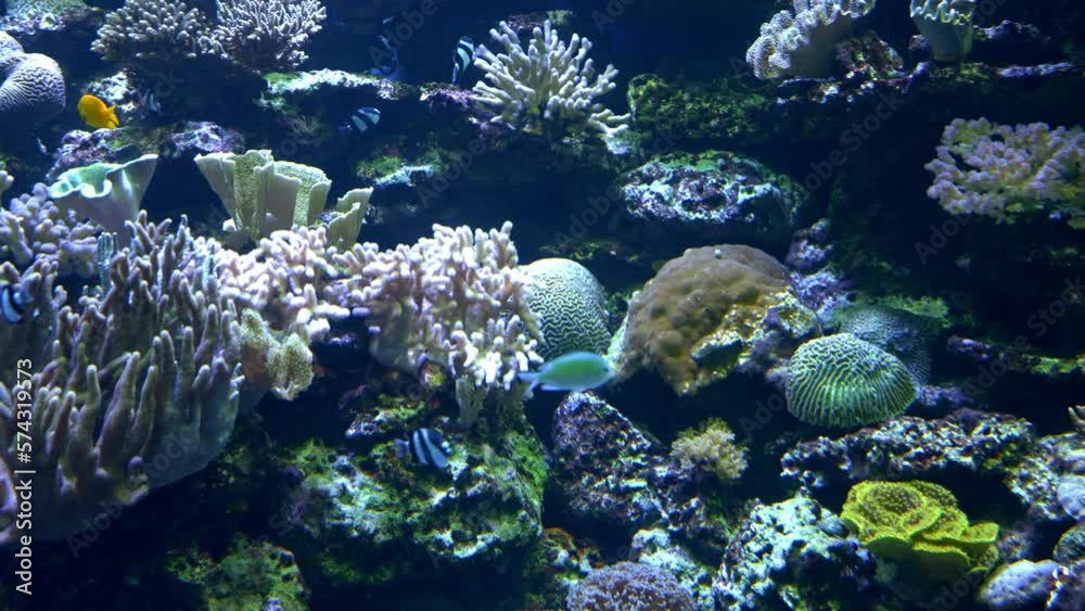 Coral reef from Israel, 2023
Steady shot from israel, 2023
Coral reef from Israel, 2023
Steady shot from israel, 2023
