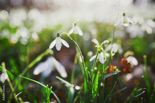 Beautiful white snowdrop flowers blossoming outdoors © Ekaterina Pokrovsky