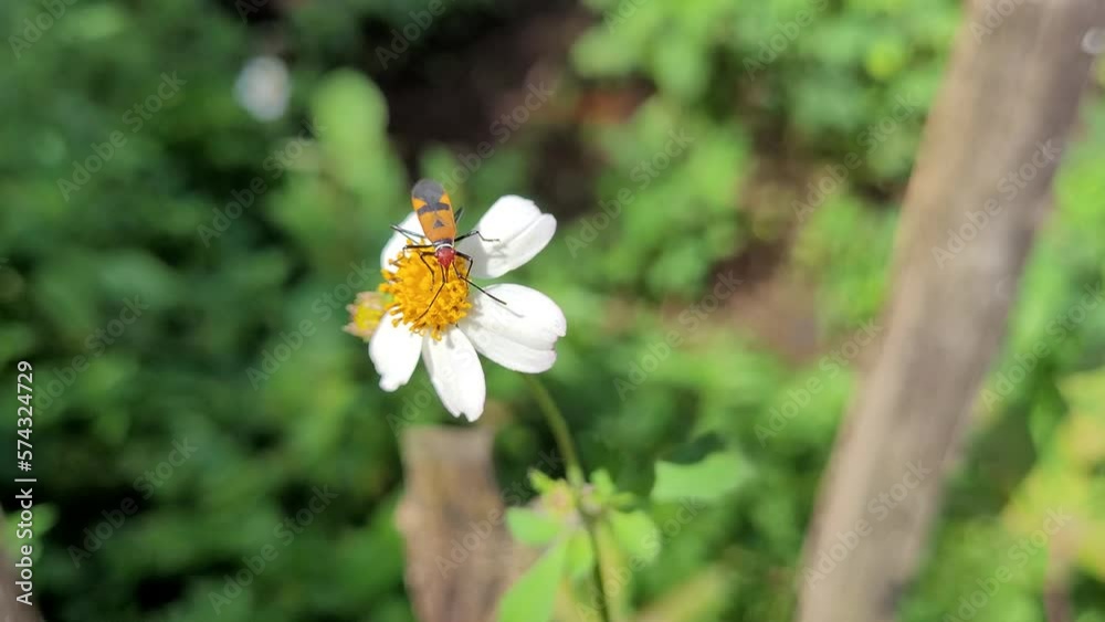 Videos of a assassin beetles and ketul flowers Videos of a assassin beetles and ketul flowers