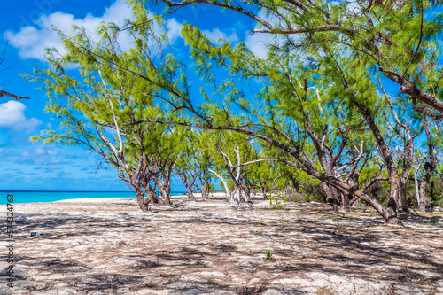 A view along a tree line shoreline on the island of Grand Turk on a bright sunny morning