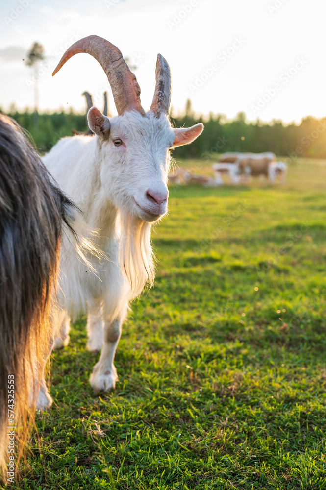 white goat on a meadow, Finland white goat on a meadow, Finland