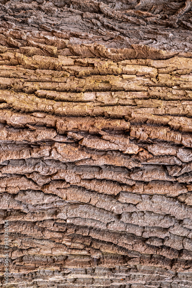 tło kora drzewa gruba i chropowata naturalna tło kora drzewa gruba i chropowata naturalna