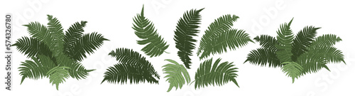 Hand drawn set of various fern leaves. Green fern leaves isolated on white background.  Vector illustration..