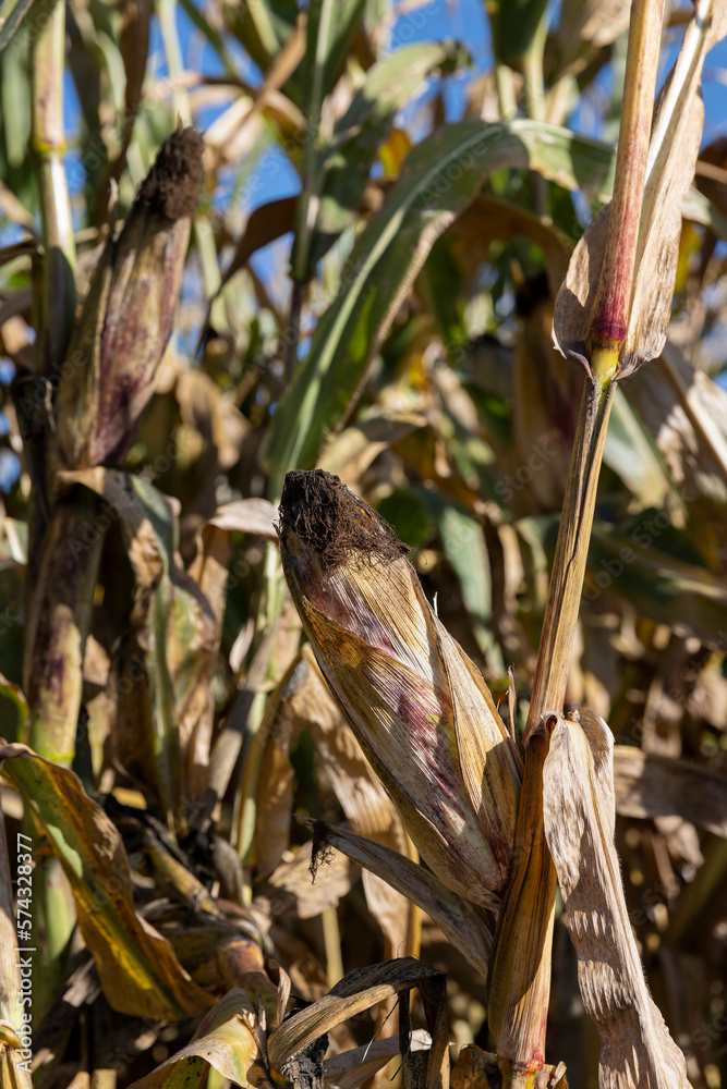 Ripe corn in the field in the summer Ripe corn in the field in the summer
