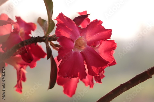 Pink Adenium fiower that bloom on the tree,adenium pink
