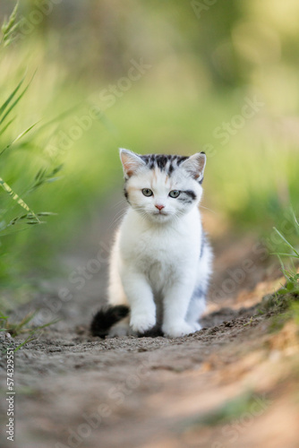junge Katze in der Natur, Kitten genießt Freigang im Sommer auf einer Wiese bei Sonnenschein © Jana Weichelt