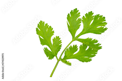 Top view of fresh coriander leaves isolated on transparent background, PNG File