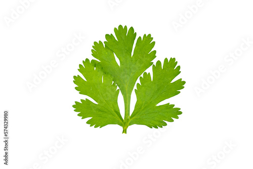 Top view of fresh coriander leaves isolated on transparent background, PNG File