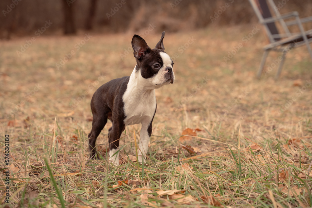 Boston terrier dog outside. Dog in the autumn field