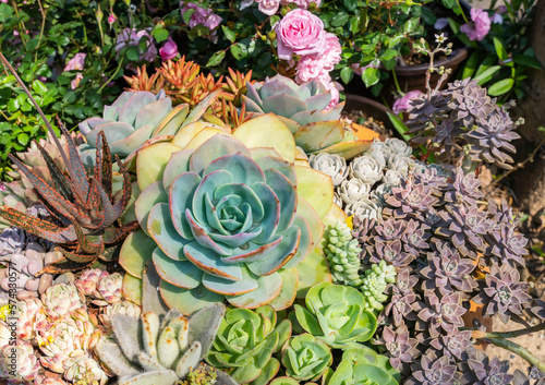 Cactus succulents in a planter garden