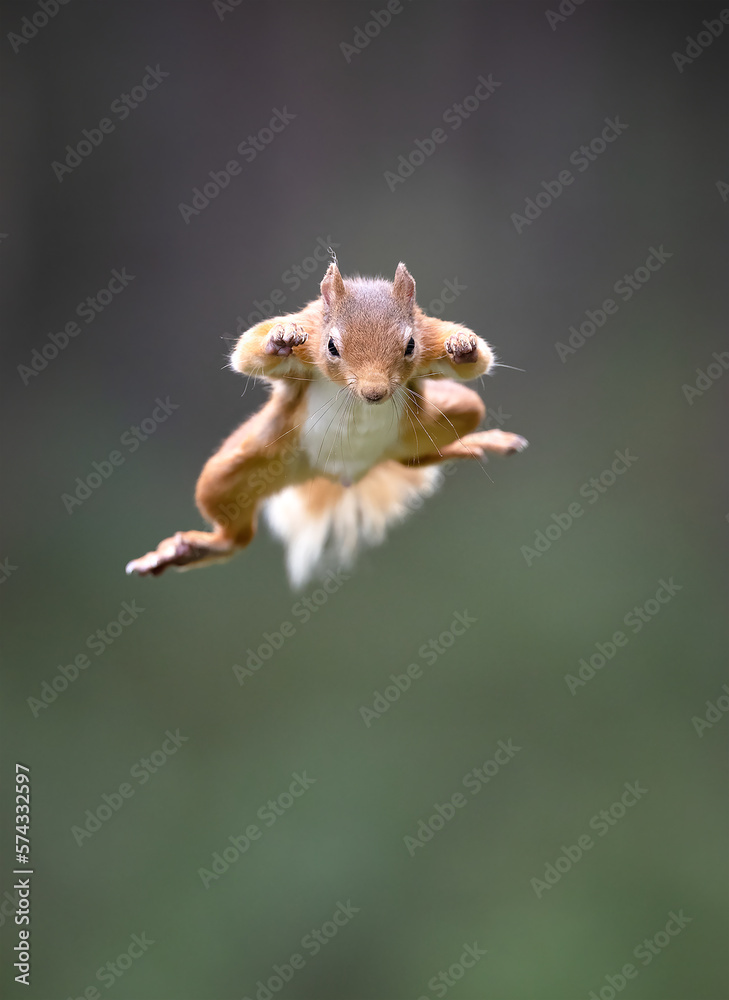Obraz premium Red Squirrel Jumping