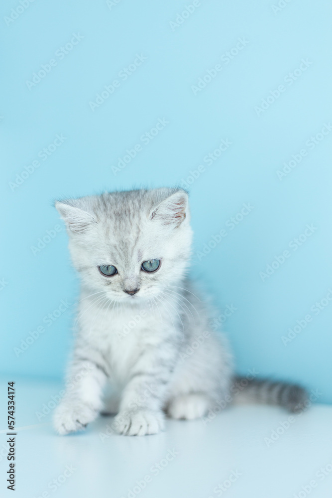 Obraz premium Fluffy british gray kitty looking at camera on blue background, front view. Cute young long hair striped cat sitting in front of blue background with copy space. 10 month old female kitten. Isolated. 