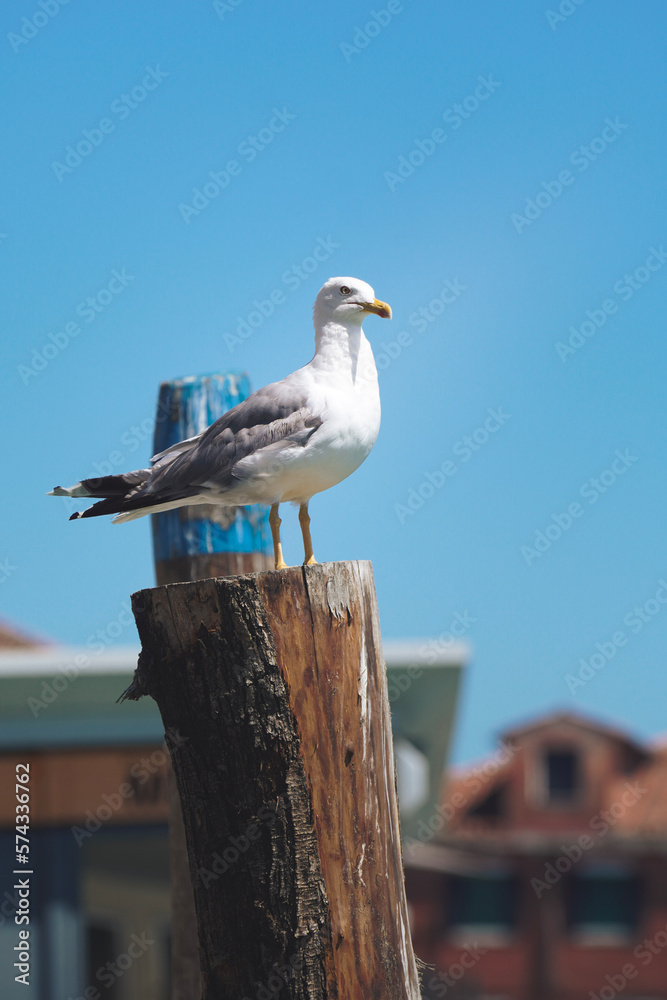 Obraz premium Möwe auf Ankerpfahl
