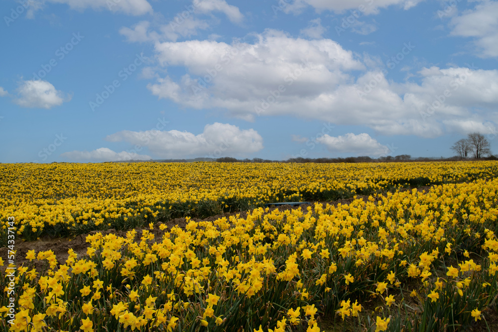Fields of daffodils St davids day wales Fields of daffodils St davids day wales