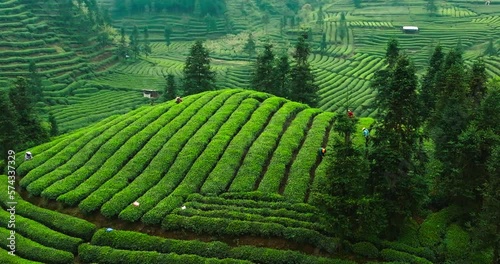 Aerial landscape of spring green tea field in the mountain, farmers picking tea bud in the green tea terrace at sichuan China photo