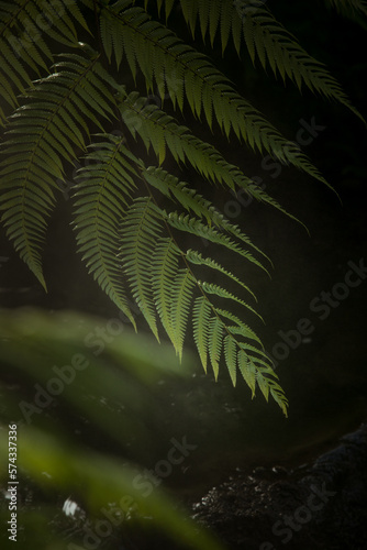 Fototapeta Naklejka Na Ścianę i Meble -  fragment view of nice mist green tropical jungle