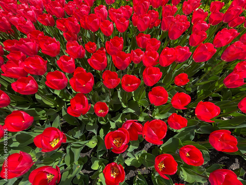many beautiful flowers of red tulips in the flower bed © dmitriisimakov