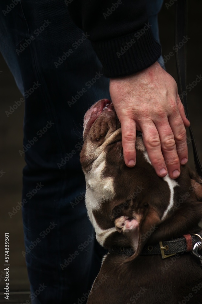 Close up portrait of a man patting an English bulldog