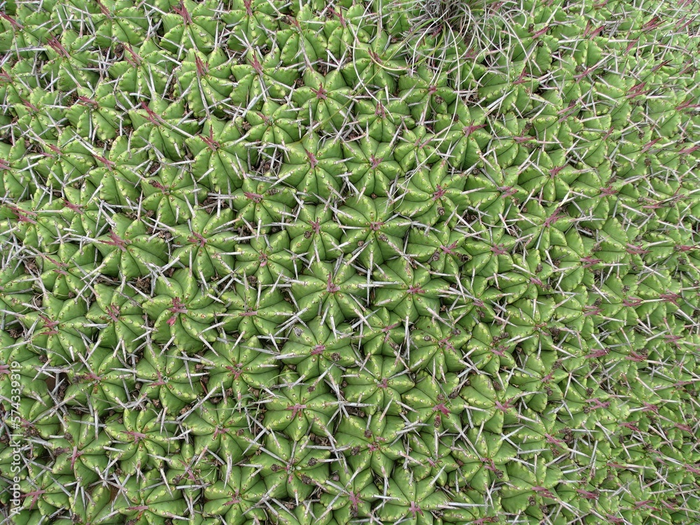 Solid background of desert cacti (cactus)