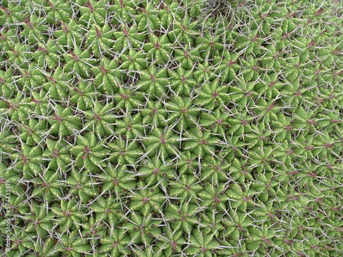 Obraz na płótnie Solid background of desert cacti (cactus) w salonie