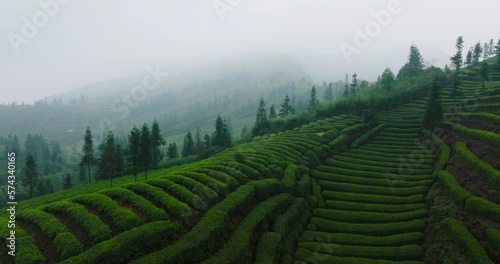 aerial  landscape of spring green tea field in the Sichuan China