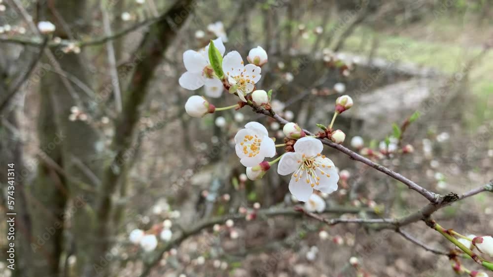 Blooming cherry branch in spring in bloom. White delicate flowers. In the park. For video presentation, advertising. Blooming cherry branch in spring in bloom. White delicate flowers. In the park. For video presentation, advertising.