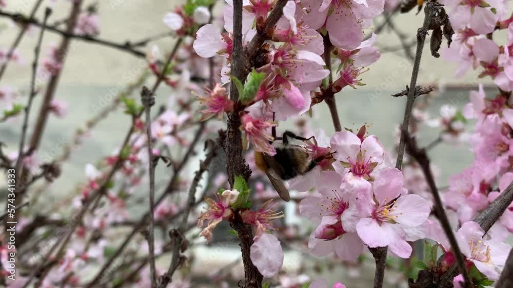 Blooming cherry branch in spring in bloom. Pink delicate flowers. For video presentation, advertising. Blooming cherry branch in spring in bloom. Pink delicate flowers. For video presentation, advertising.