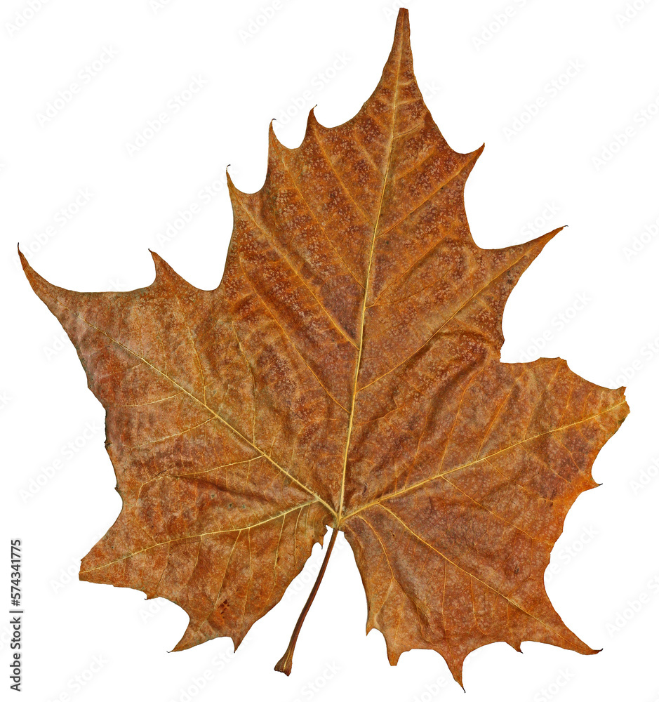 Large brown leaf isolated on white, fall colors, autumn. Large brown leaf isolated on white, fall colors, autumn.