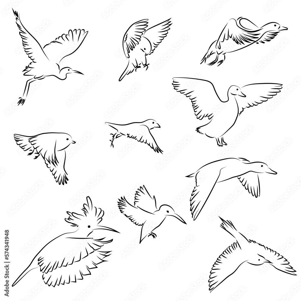Bird Flight Swallow Silhouette Drawing - Birds, HD Png Download - kindpng