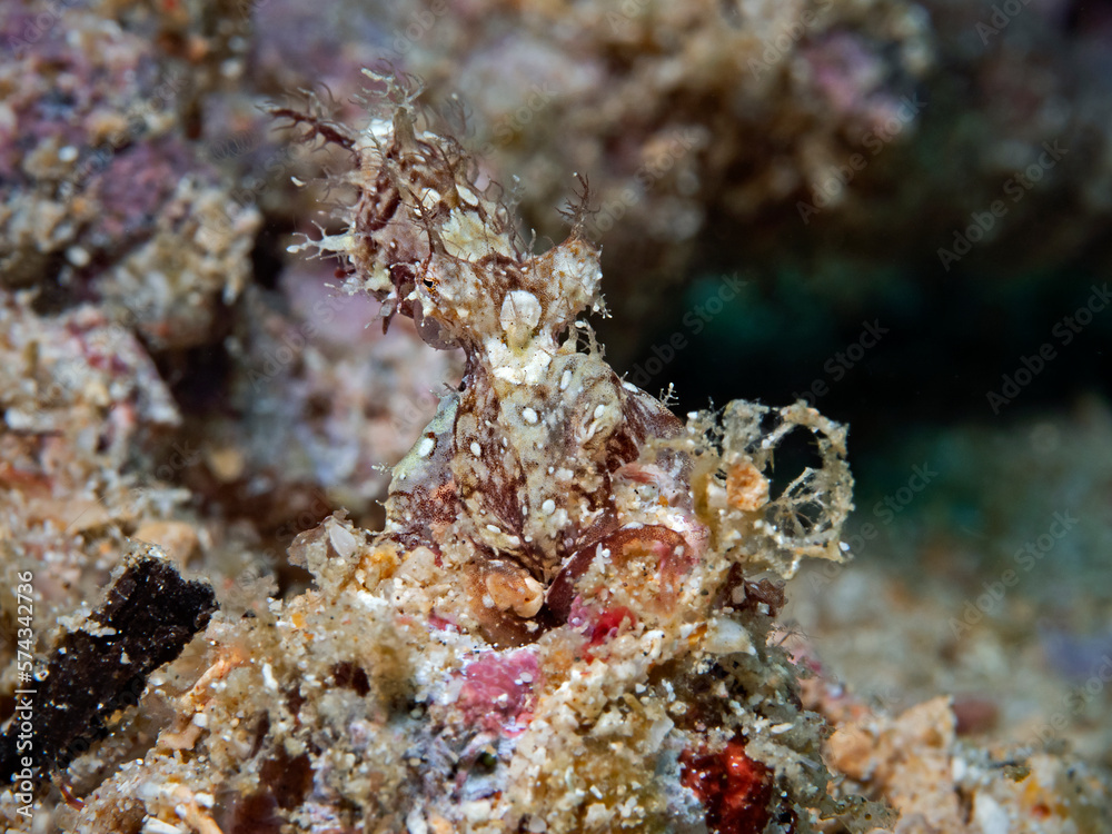 Hairy Octopus, rarely sighted (Octopus sp.)