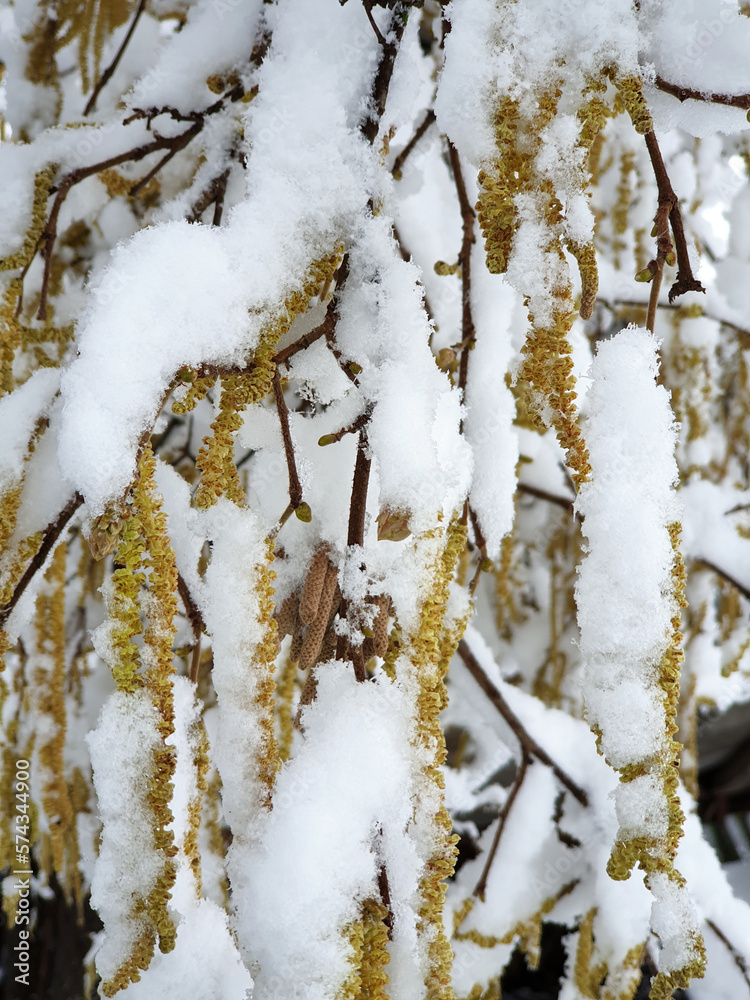 catkins of hazel tree under white snow - winter season