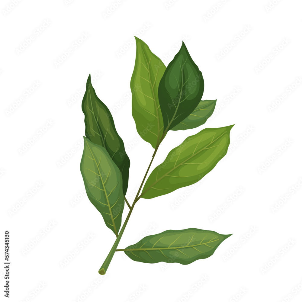 Obraz premium bay leaf plant cartoon vector illustration color sign