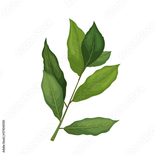 bay leaf plant cartoon vector illustration color sign