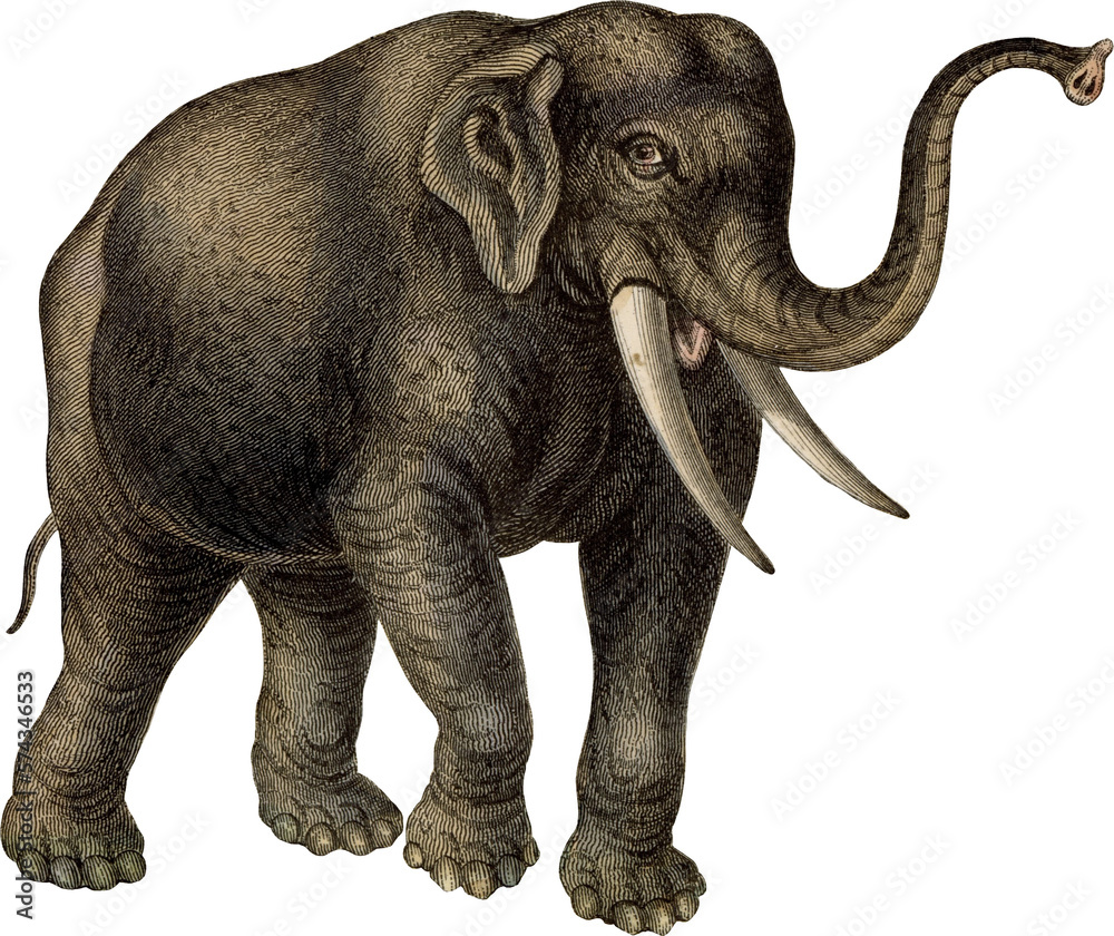 Full Color PNG Illustration of a Walking Elephant