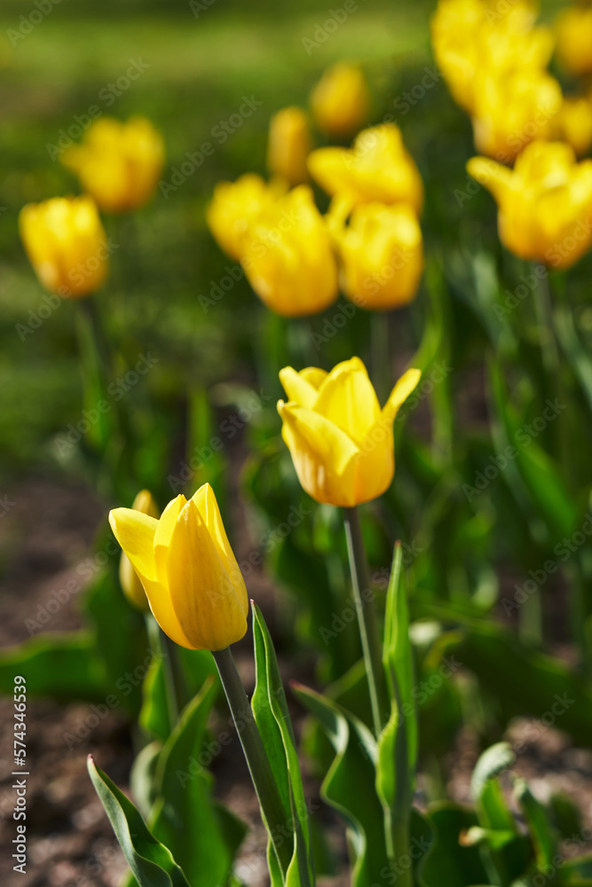 Spring background with beautiful yellow tulips Spring background with beautiful yellow tulips