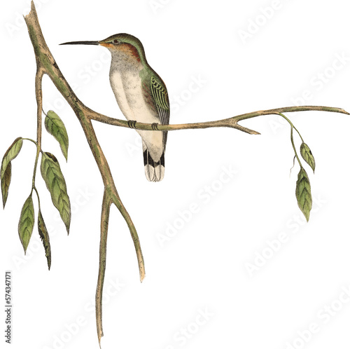 Vintage PNG Color Artwork - Hummingbird No.1