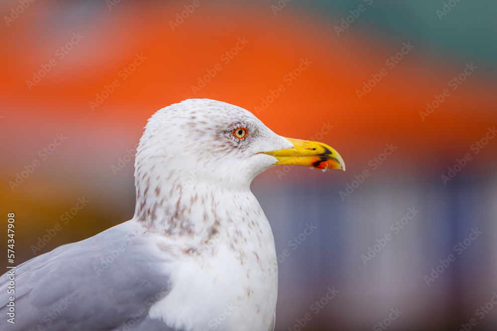 A seagull with its white feathers standing out against red roof tiles A seagull with its white feathers standing out against red roof tiles