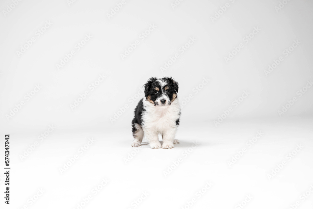 Adorable tricolor terrier puppy looking at the camera with shiny dark eyes. Little cuddle puppy