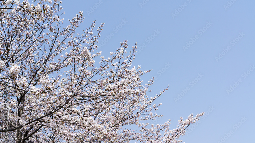 Cherry Blossoms Blooming in the Sky