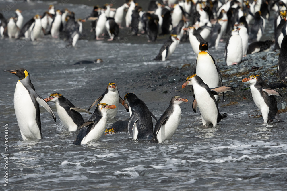 Obraz premium Royal Penguins (Eudyptes schlegeli)